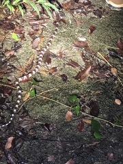 Lycodon futsingensis