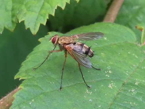 Dexiosoma caninum, 9742 PX Groningen, Netherlands, photo 6 of 10