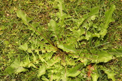 Taraxacum officinale