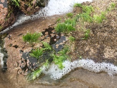 Chaetomorpha antennina