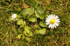 Bellis perennis