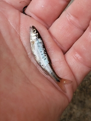 Semotilus corporalis