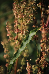 Rumex aquaticus