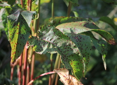 Rumex aquaticus