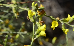 Calobota halenbergensis