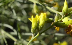 Calobota halenbergensis