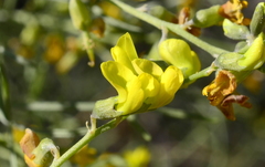 Calobota halenbergensis