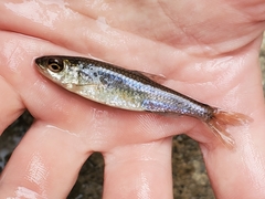Notropis hudsonius