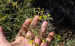 Calobota halenbergensis