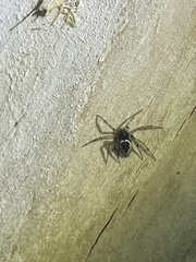 Euryopis funebris