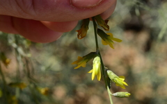 Calobota halenbergensis