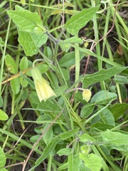 Physalis arenicola