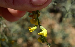Calobota halenbergensis