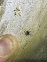 Euryopis funebris