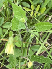 Physalis arenicola