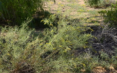 Calobota halenbergensis