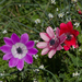 Anemone hortensis pavonina - Photo (c) katunchik, algunos derechos reservados (CC BY)
