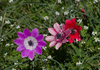 Anemone - Photo (c) katunchik, some rights reserved (CC BY), uploaded by katunchik