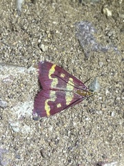 Pyrausta tyralis