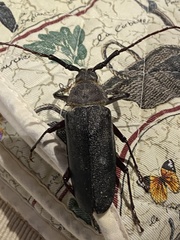 Erioderus intermedius