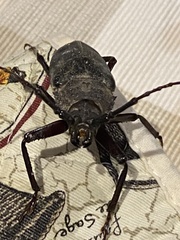 Erioderus intermedius