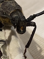 Erioderus intermedius