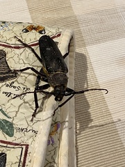 Erioderus intermedius