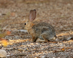 Sylvilagus audubonii