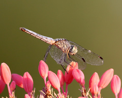 Pachydiplax longipennis