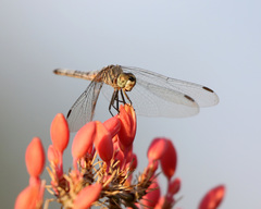 Pachydiplax longipennis