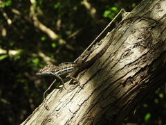Anolis lineatus