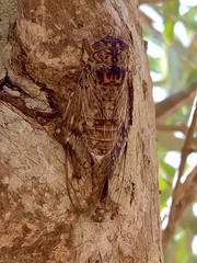 Cicada barbara lusitanica