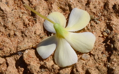 Oxalis annae