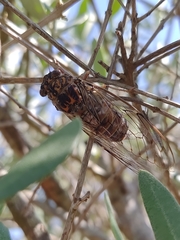 Cicada barbara lusitanica