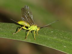 Theronia lurida