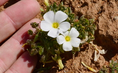 Oxalis annae