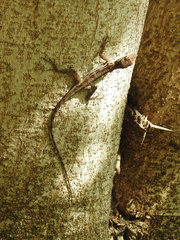 Anolis lineatus