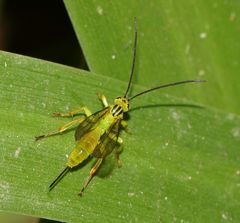 Theronia lurida