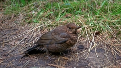 Turdus merula