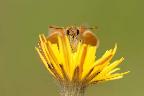 Raudonbuožis Storgalvis nuotrauka