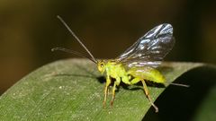 Theronia lurida