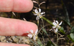 Trachyandra flexifolia