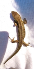 Lacerta agilis