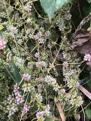Cuscuta europaea