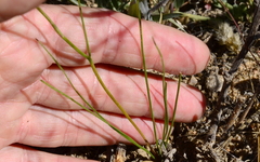 Trachyandra flexifolia