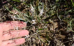Trachyandra flexifolia