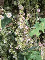 Cuscuta europaea