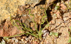 Trachyandra flexifolia