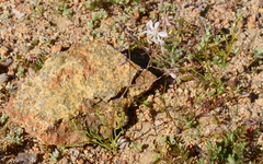Trachyandra flexifolia