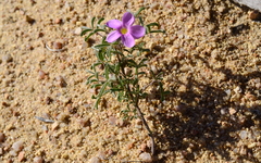 Oxalis reclinata